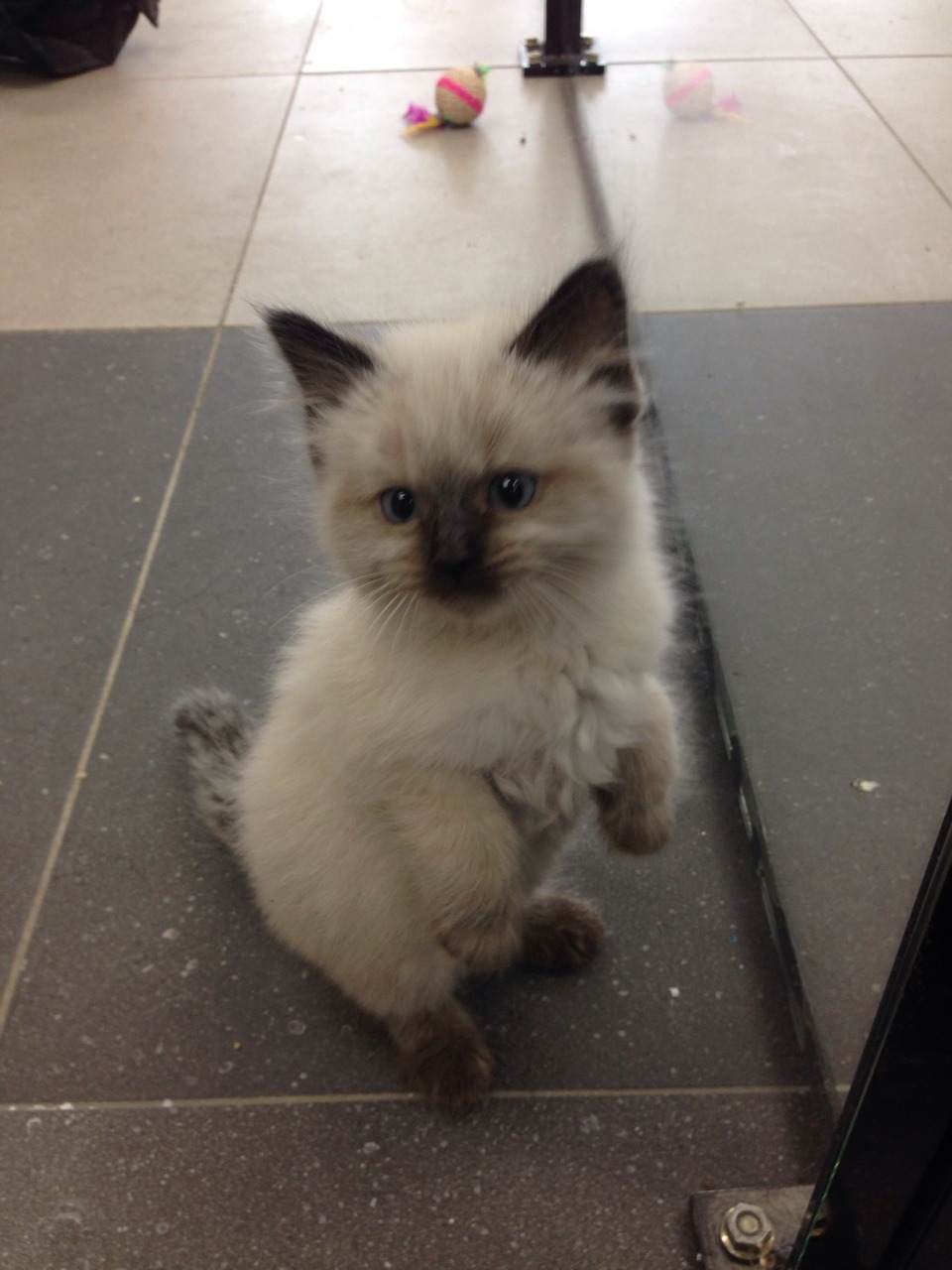 catsbeaversandducks:  Via sarah-scales:  We have one kitten left at work and he