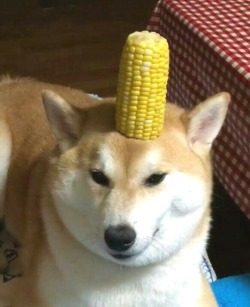 his-shining-tears:Corn boy