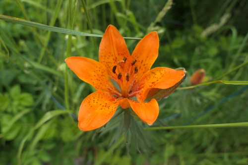 Lilium bulbiferum — orange lily