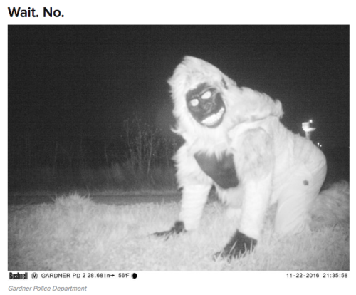 harvestown: fat-mabari:  buzzfeed:  weirdbuzzfeed: Police Set Up A Camera In Kansas To Find A Mountain Lion And WTF Is Happening For their part, the Gardner police said in a Facebook post that they thought it was pretty damn funny. “We would like to