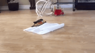 gifsboom:  Bird Plays With Paper Towel. [video] 