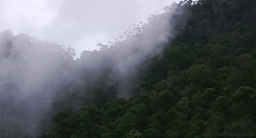 Traveling Light The Amazon Rainforest The World S Richest And