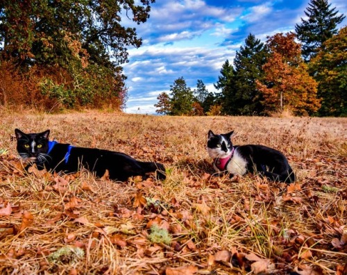 Formerly known as feral #PioneerPickles and #AstroAbby enjoying the fall weather at Skinner Butte Pa