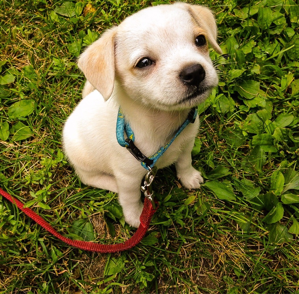 awwww-cute:  First time being outside