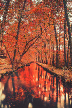 plasmatics:  Long Island Folliage [via/more] By Rick Montalbano   