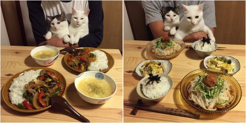 mustardtigress:The amazing dishes and cats of naomiuno.