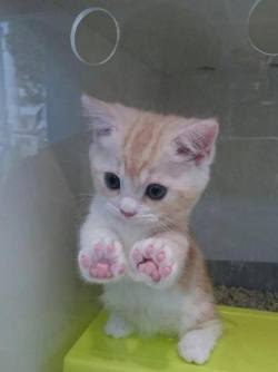 awwww-cute:  Look at my jellybean toes! (Source: