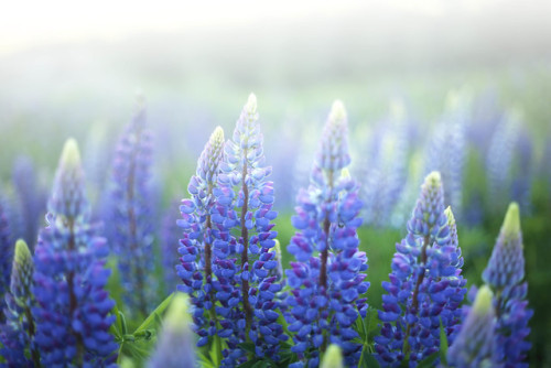 Lupins (Lupinus polyphyllus)