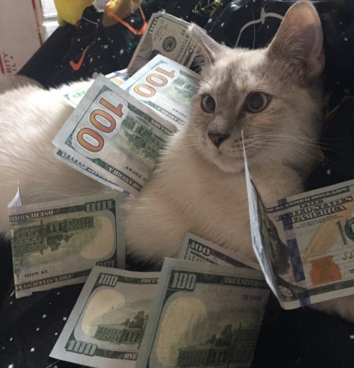 goodtime54:revolutionarygays:THIS IS MONEY CAT!! REBLOG FOR BLESSINGS AND MONEY AND SHE WILL COME TH