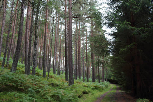 Pannanich Forest,By Ballater_sep 15_11 by Alan Longmuir.