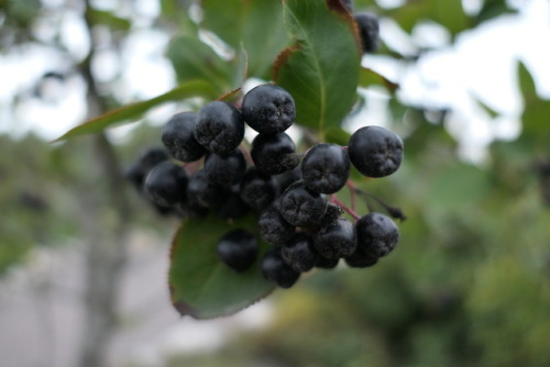 Aronia mitschurinii