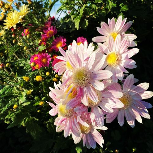 我が家の菜園の一角に咲く。 花くらべの時期ですね。 #はなくらべ #花 #野菊 (Setochi-shi, Okayama, Japan) www.instagram.com/p/CH