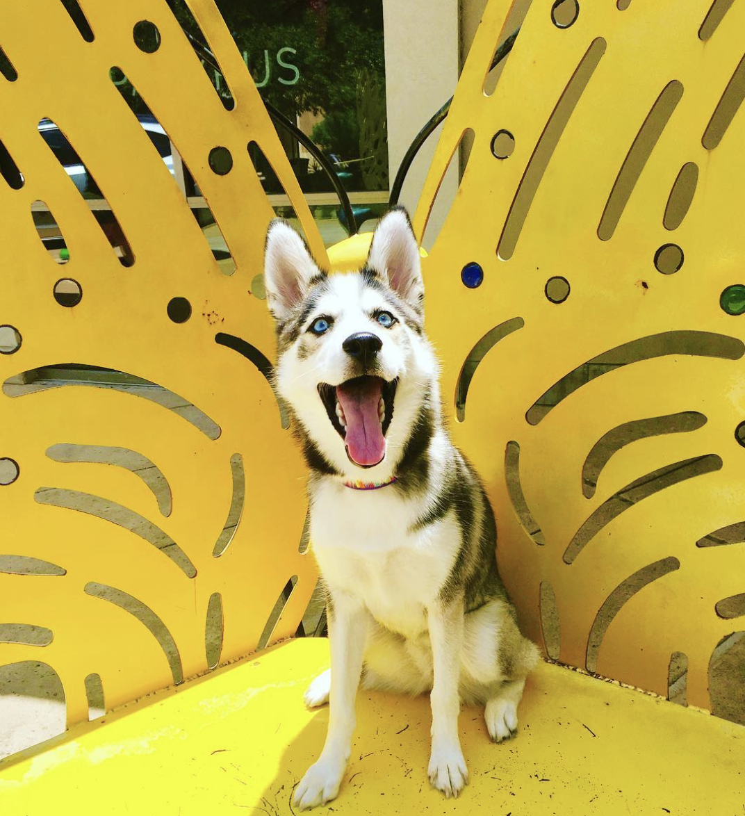 brookbooh:  This husky is wonderful@kikythehusky