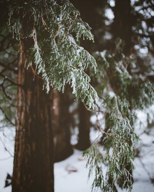 christmas-merry-and-bright: grace–upon–grace:Laurence Cruz❄️Christmas Winter Dreamin❄️