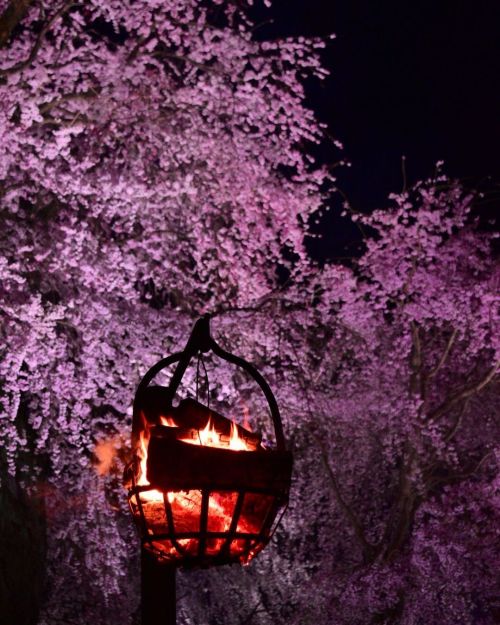 ’ ’ 【京都の桜】祇園大枝垂桜 ’ ’ 夜桜 ’ ’ 2022.3.30撮影 ’ ’ #kyoto #