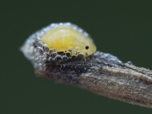 textless:  Spittlebugs (Cercopoidea) are porn pictures