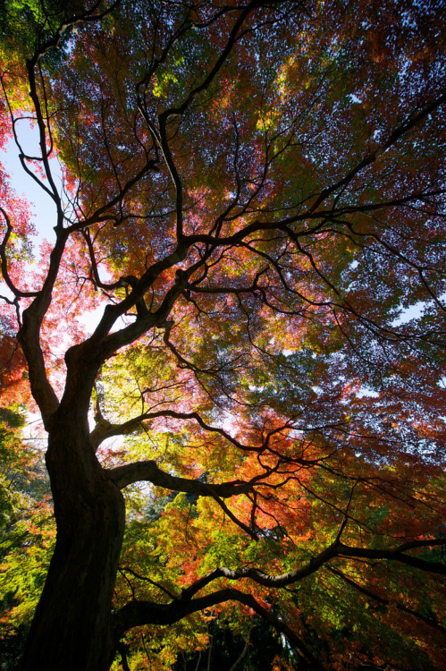 wowtastic-nature:   Autumn flame on 500px by Tsuguharu Hosoya, Ichikawa City, Japan☀  Canon EOS-1DS-