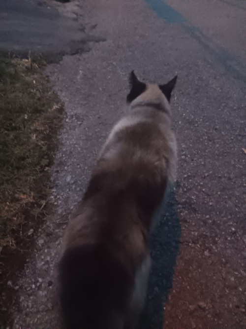 This Thing Sounded Posessed And Tried To Fight Four Other Cats Within Two Minutes Of Stepping Off Of