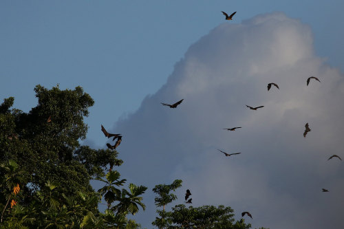 Spectacled Flying Fox (Pteropus conspicillatus)