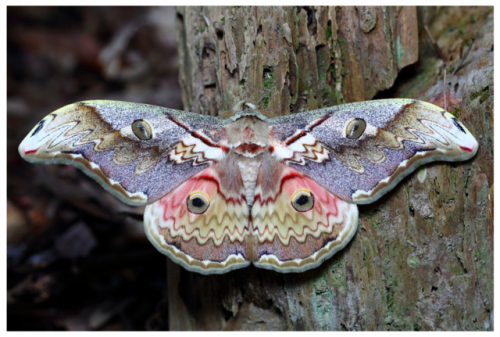 adamvaudin: Saturnia thibeta okurai (Okano, 1960) 昆蟲綱 Class Insecta 鱗翅目 Order Lepidoptera 天蠶蛾科 Famil