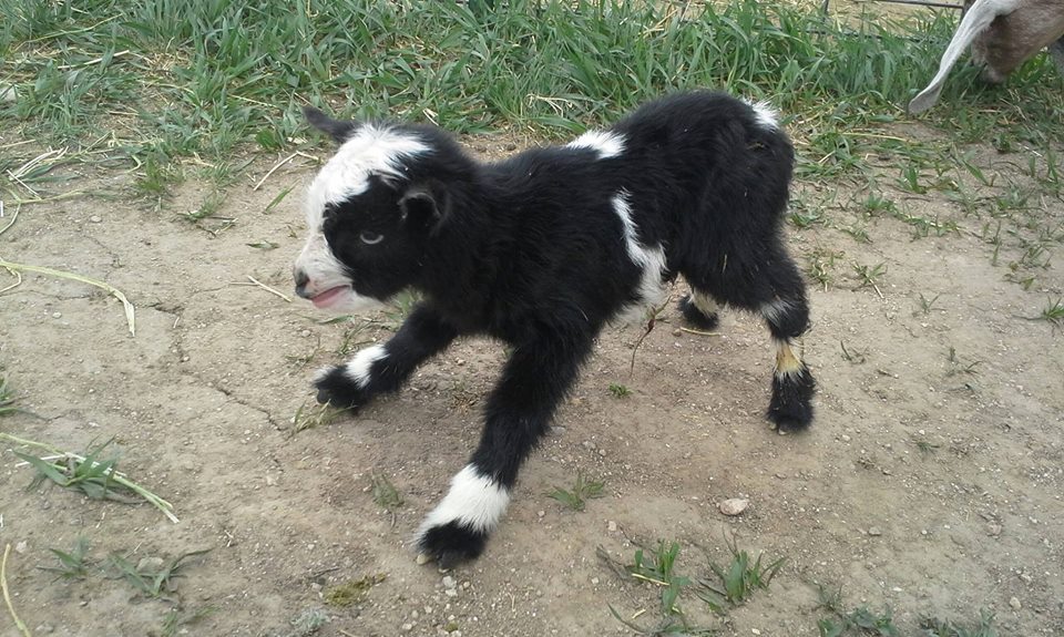 babygoatsandfriends:
“ GTO Ranch-Nigerian Dwarf Goats and Mini Nubian Goats in Colorado
”