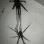 spiderzribcage