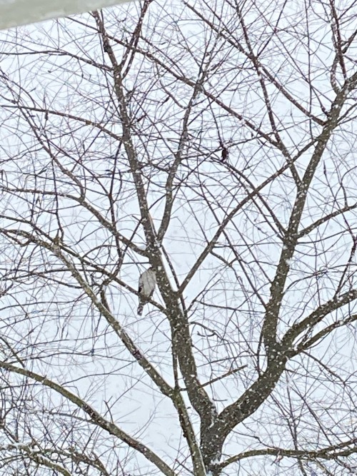 I Found A Hawk On The Tree In My Backyard When It Was Snowing.