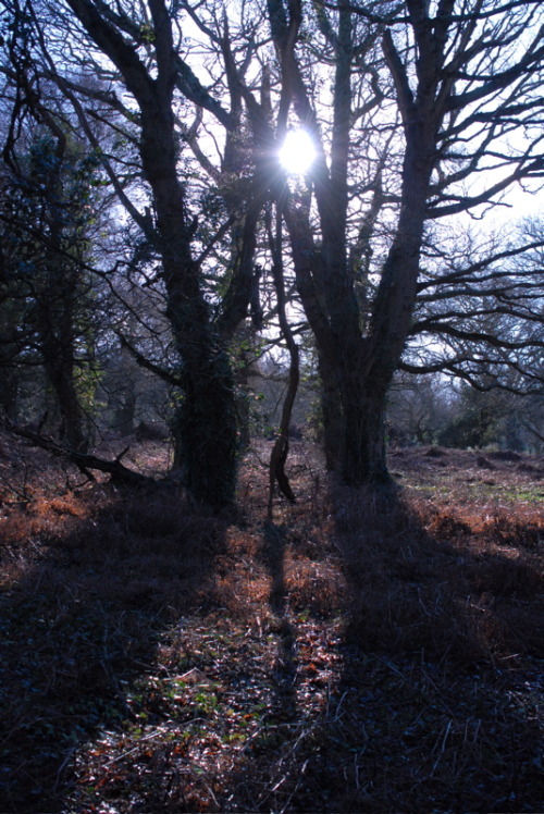 buron: Blue Noir (Winter) (16) ©buron - January ‘14