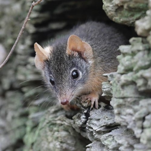 amnhnyc:  Meet the mardo (Antechinus flavipes)!