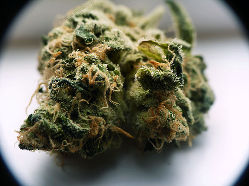 marihuanalegal:  shesmokesganja:  This cheese tho :-ohttp://ift.tt/OQ4zuZ