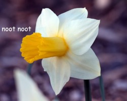 furbearingbrick:  I will forever think of the daffodil as the Noot Noot Flower 