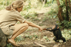 crookedindifference:  Jane Goodall, 1964 