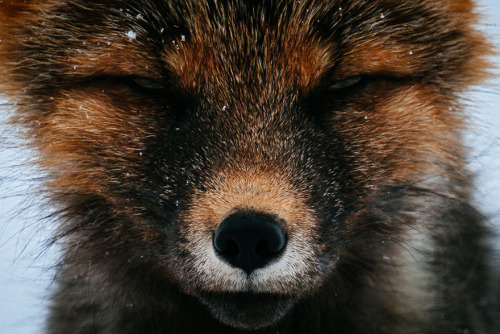 boredpanda:Russian Miner Spends His Breaks Photographing Foxes In The Arctic Circle