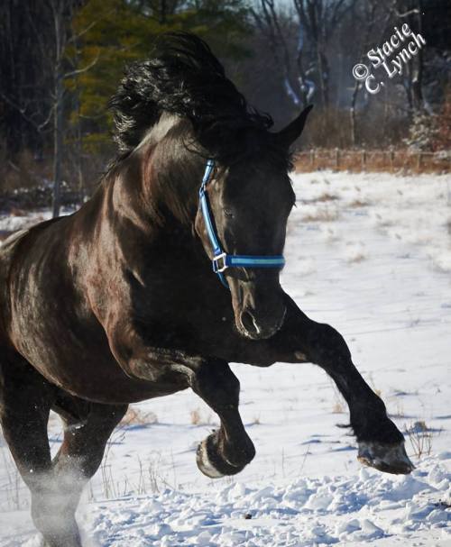 withabigblackhorseandacherrytree: Utopia Percherons, Photography by Stacie C. Lynch