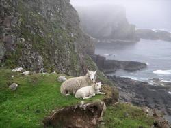 pagewoman:  Sheep, Scottish Highlands 