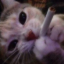 a-fuckingcat
