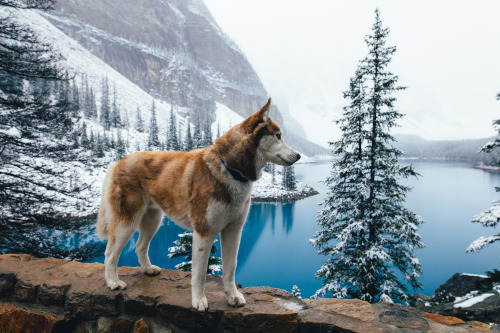 brianfulda:First snow in the Canadian Rockies. Banff and Jasper National Parks, Alberta, Canada. O