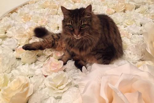 She reminds me of the little kitty in Alice and Wonderland sitting amongst all the flowers #maincoon