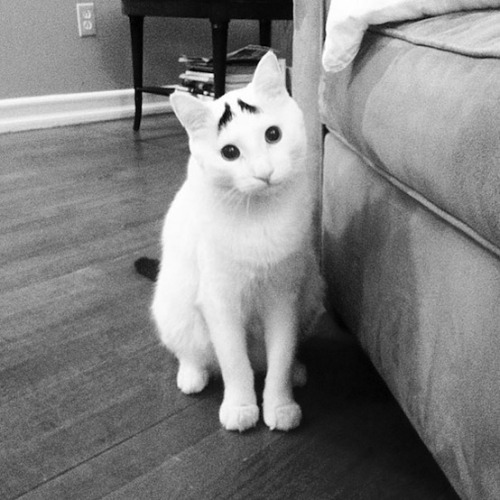 andhaveyouheardvoices:Does anyone else feel like eyebrows cat and mustache dog should be biffles?