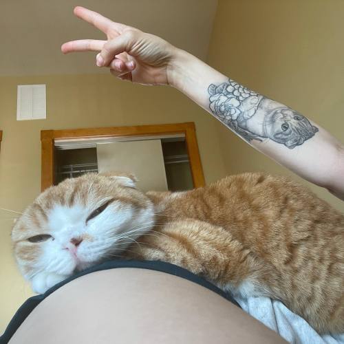 Kling #ねこ#고양이 #gato #gatito #cat #scottishfold #catattoo #cattoo #cattat