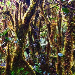 venus0:  El Yunque National Forest, Puerto Rico