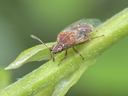 I See At Least One Cool Bug A Day, And Usually Many More, But Its Not Because I Live Anywhere Particularly