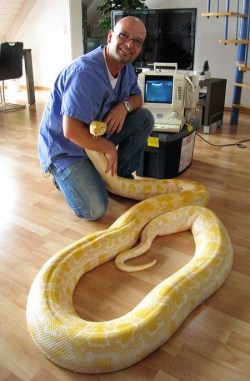  Hey Tumblr, how about some cute pictures of giant snakes? This is Julius, a female albino Burmese python from Germany. You might know her from a viral video a little while back where she showed that she could open doors. She unfortunately passed away