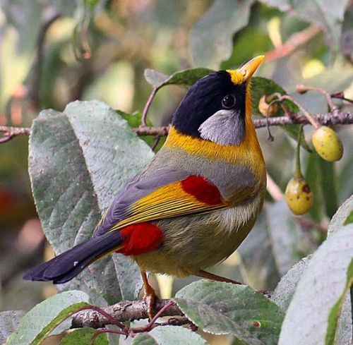 Silver-Eared Mesia (Leiothrix argentauris)                