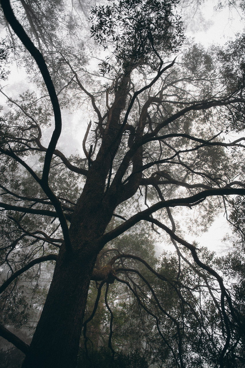 hullocolin:  Dandenong Ranges National Park, Australia Instagram | Tumblr | Website