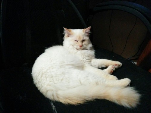 Flufflebutt