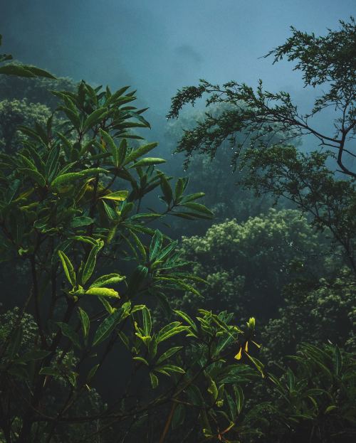 expressions-of-nature:Blue Mountains National Park, Australia by Jeff Finley