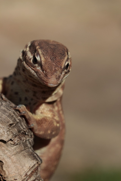 aawb: dark-space-exotics: Weather was super nice today, so i took my Ackie monitor out to enjoy some