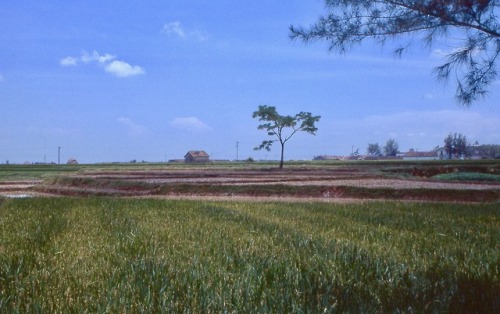 Rural landscape with padi rice, Guangdong Province, China - 中国广东省稻田乡村景观，1978。(Zhōngguó guǎngdōng shě