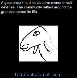 ultrafacts:Carl Hulsey was determined to turn his white billy goat, Snowball, into a watchdog, whether Snowball wanted to be one or not. To that end, 77-year-old Hulsey, a retired poultry worker from Canton, Georgia, took to beating Snowball with a stick